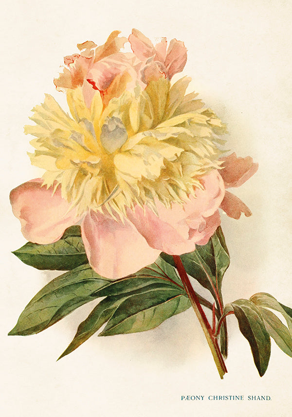 Lamina Peonia Rosa