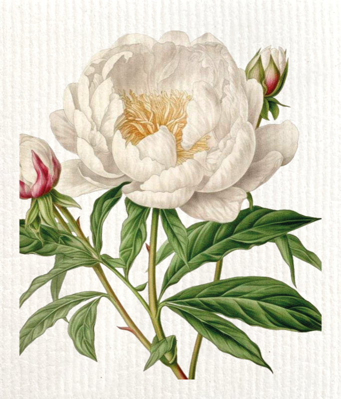 Paño de Cocina Peonia